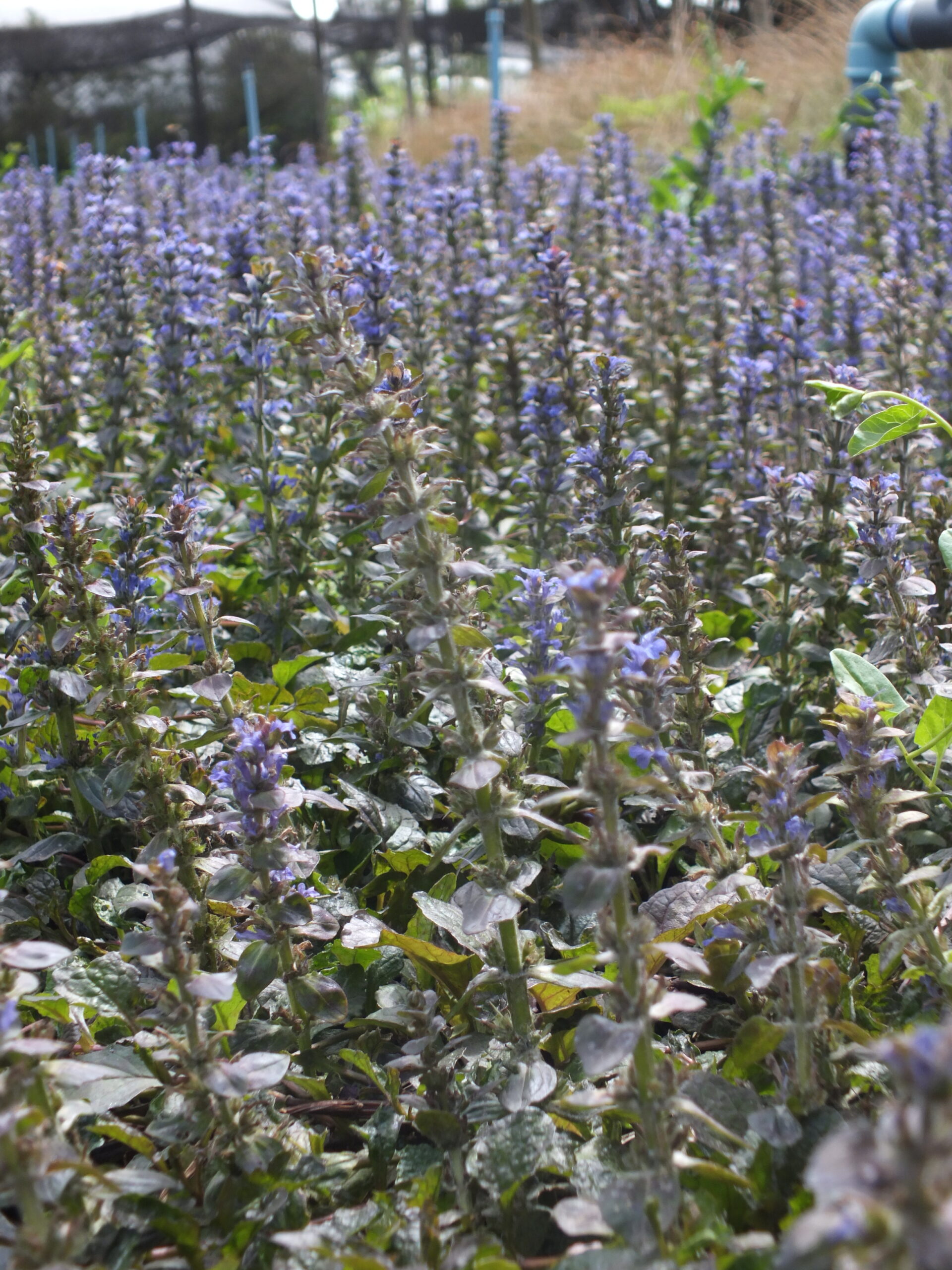 AJUGA_MORADA_FLOR (1)
