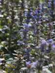 AJUGA_MORADA (1)