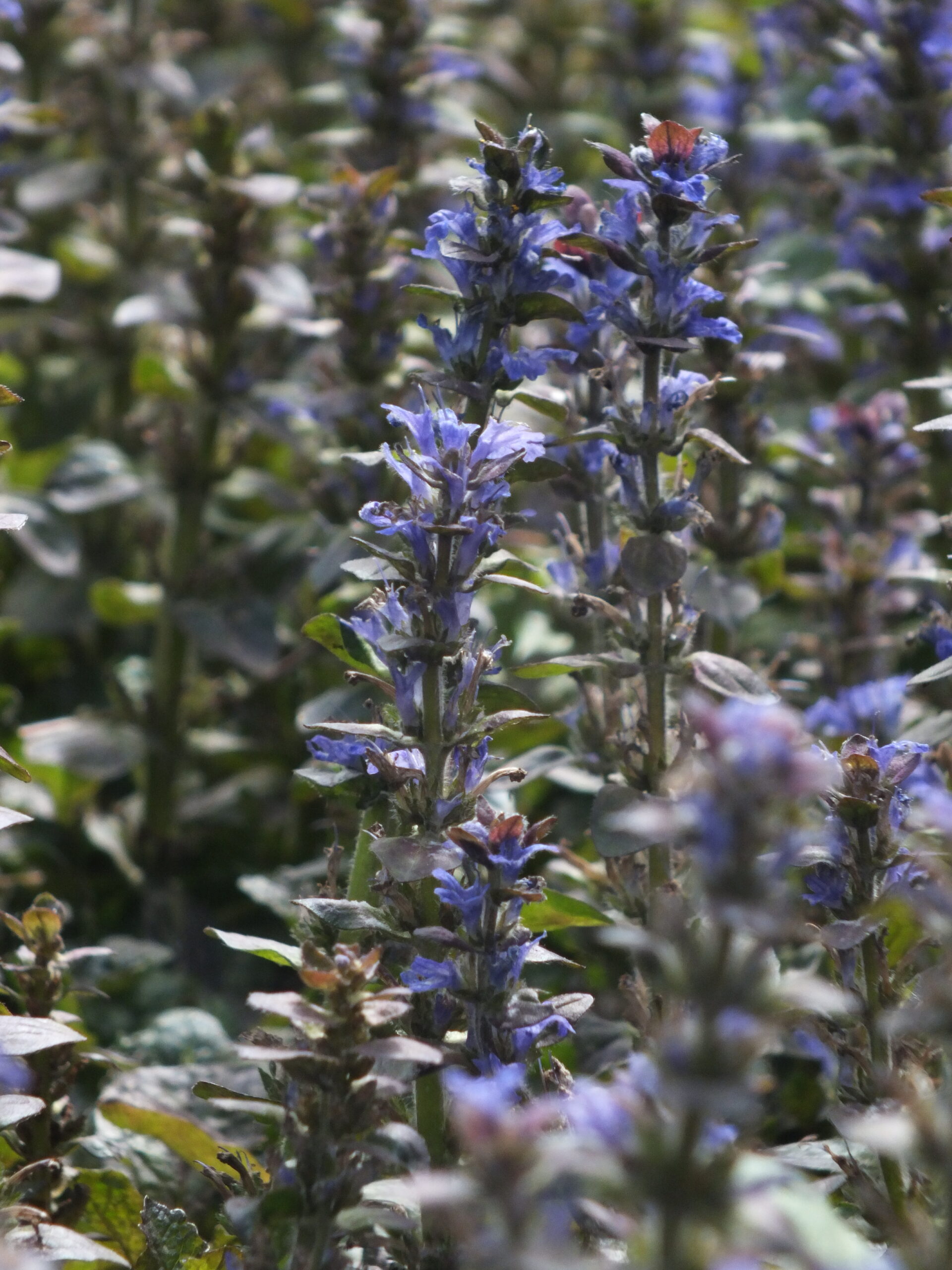 AJUGA_MORADA_FLOR (2)