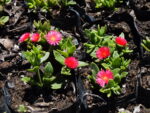 aptenia_cordifolia