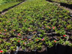aptenia_cordifolia