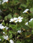 BACOPA (2)