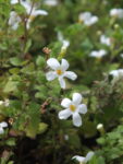 BACOPA (2)