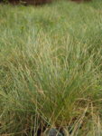 FESTUCA_GLAUCA (2)
