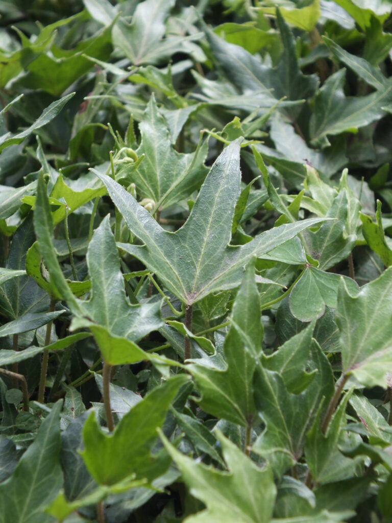 Hiedra Pata de Gallo – Vivero El Olivar