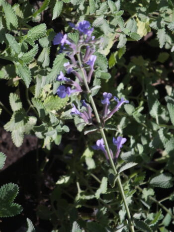 Nepeta