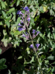 Nepeta