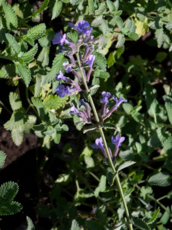 Nepeta