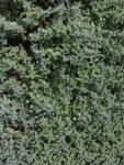 NEPETA