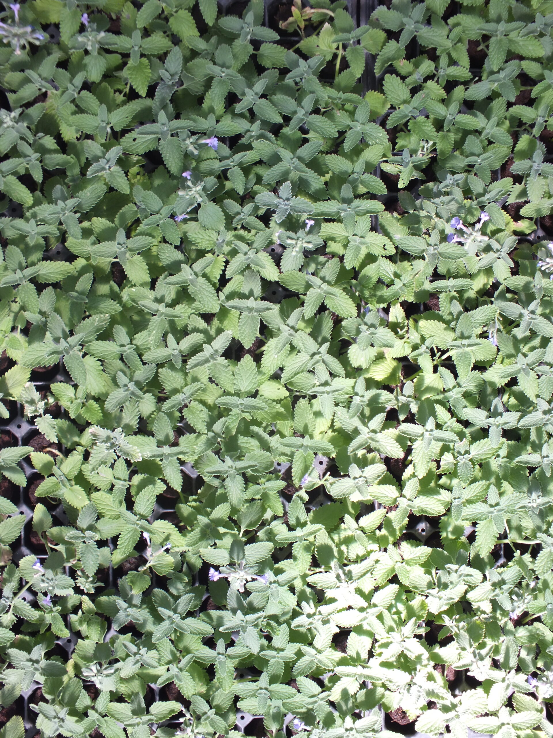 NEPETA_JIFFY (2)