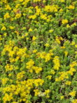 Sedum Verde