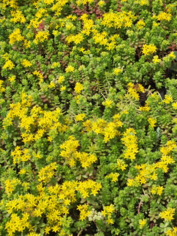Sedum Verde