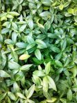 Vinca Minor