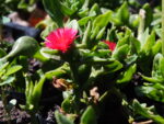 aptenia_cordifolia