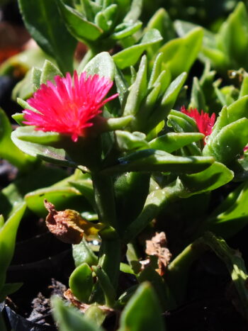Aptenias