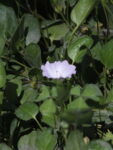FALKIA_REPENS (2)