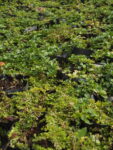 VERONIC_REPENS (2)