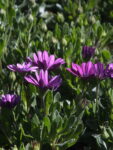 DIMORFOTECA (1)