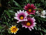 Gazania (4)