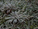 DIMONDIA (1)