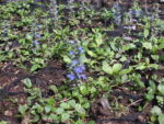 AJUGA_VERDE (1)