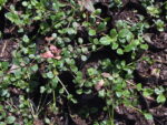 AJUGA_VERDE (1)