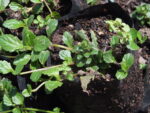 AJUGA_VERDE (1)