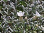 Cerastium Tormentoso
