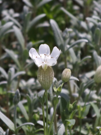 Cerastium Tormentoso