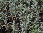 CERASTIUM_TORMENTOSO (3)