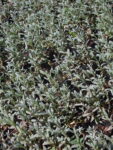 CERASTIUM_TORMENTOSO (3)