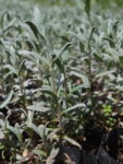 CERASTIUM_TORMENTOSO (3)
