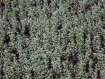 CERASTIUM_TORMENTOSO (3)