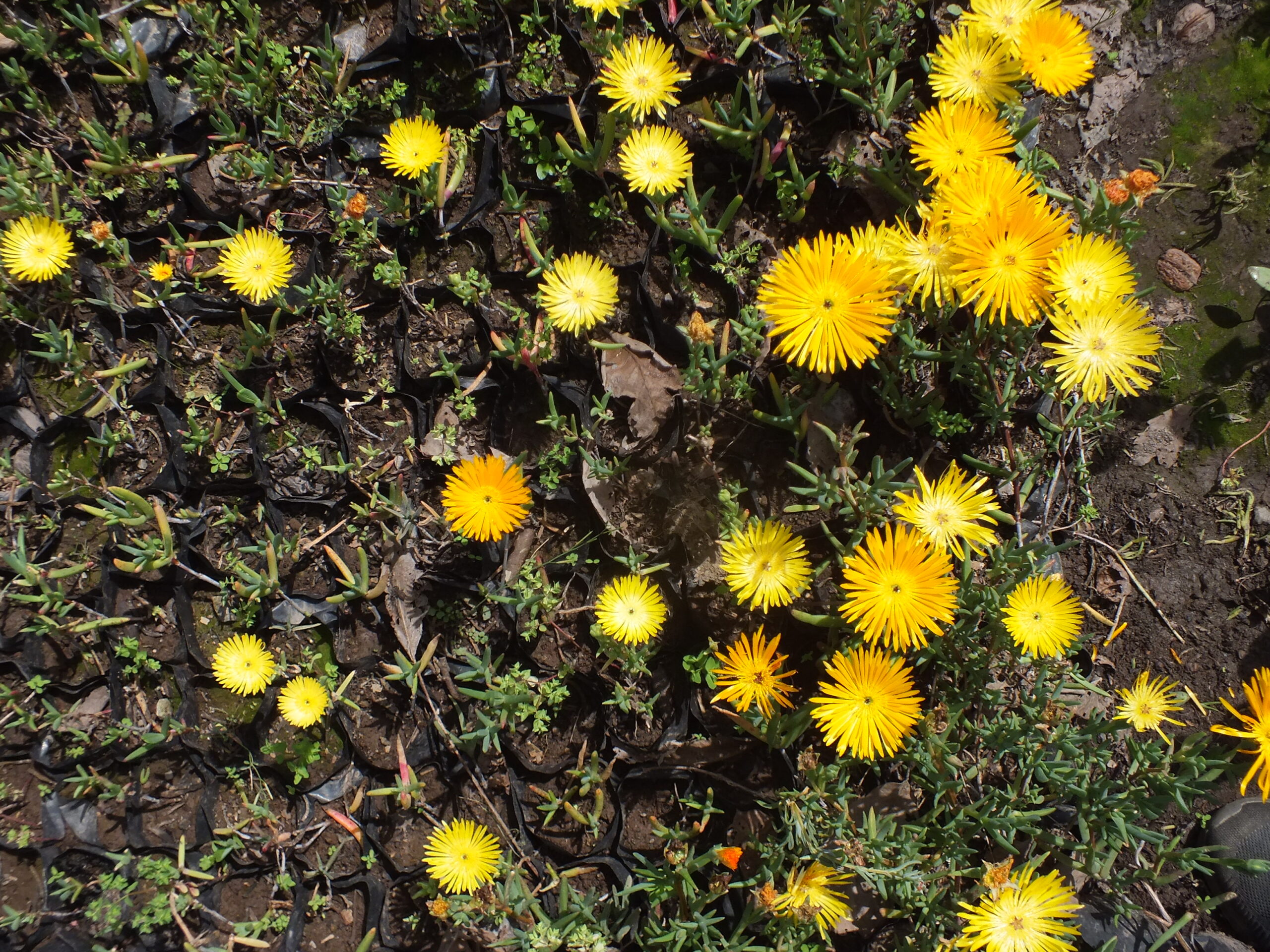 RAYITO DE SOL_AMARILLO (1)