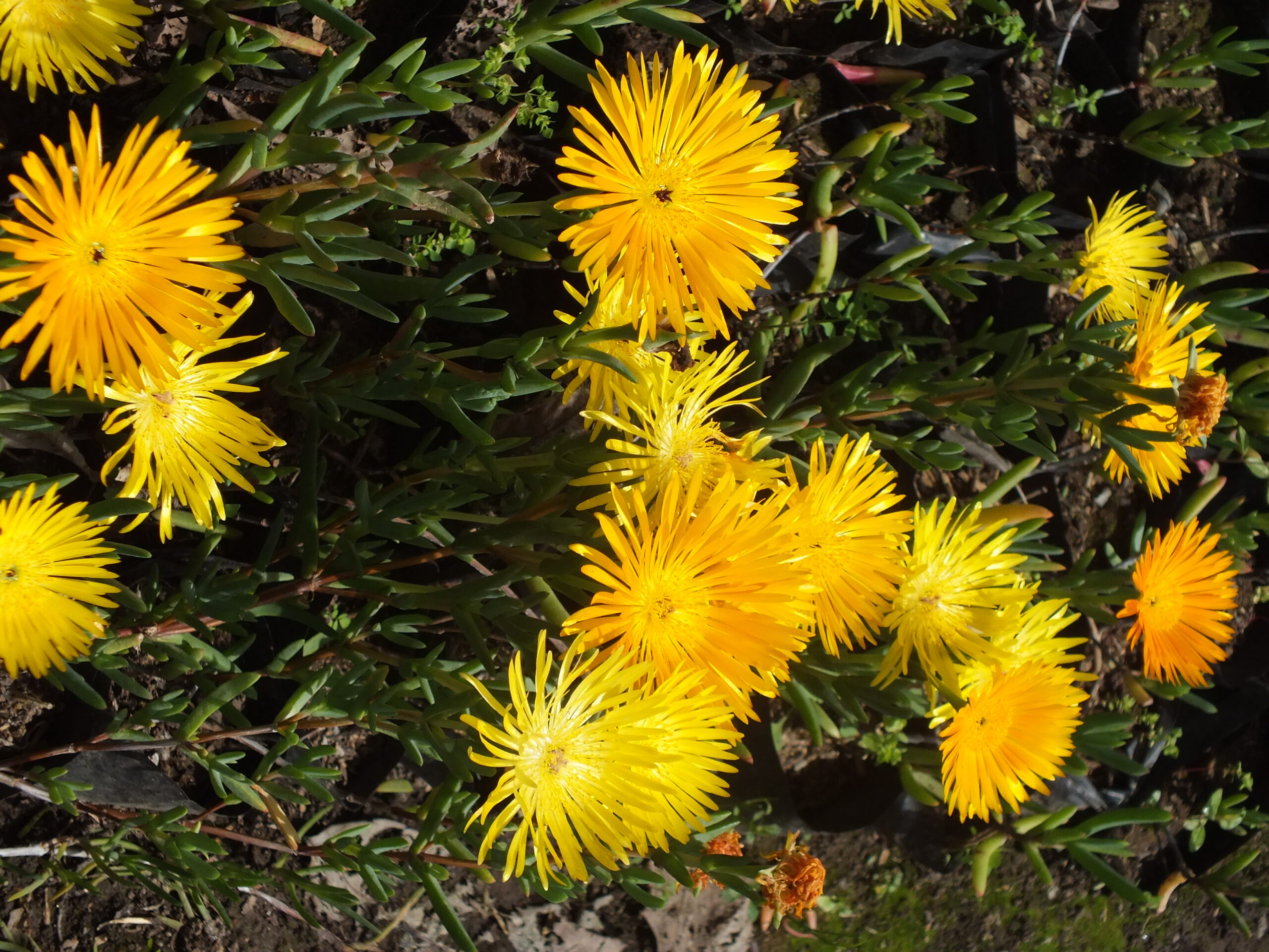 RAYITO DE SOL_AMARILLO (2)