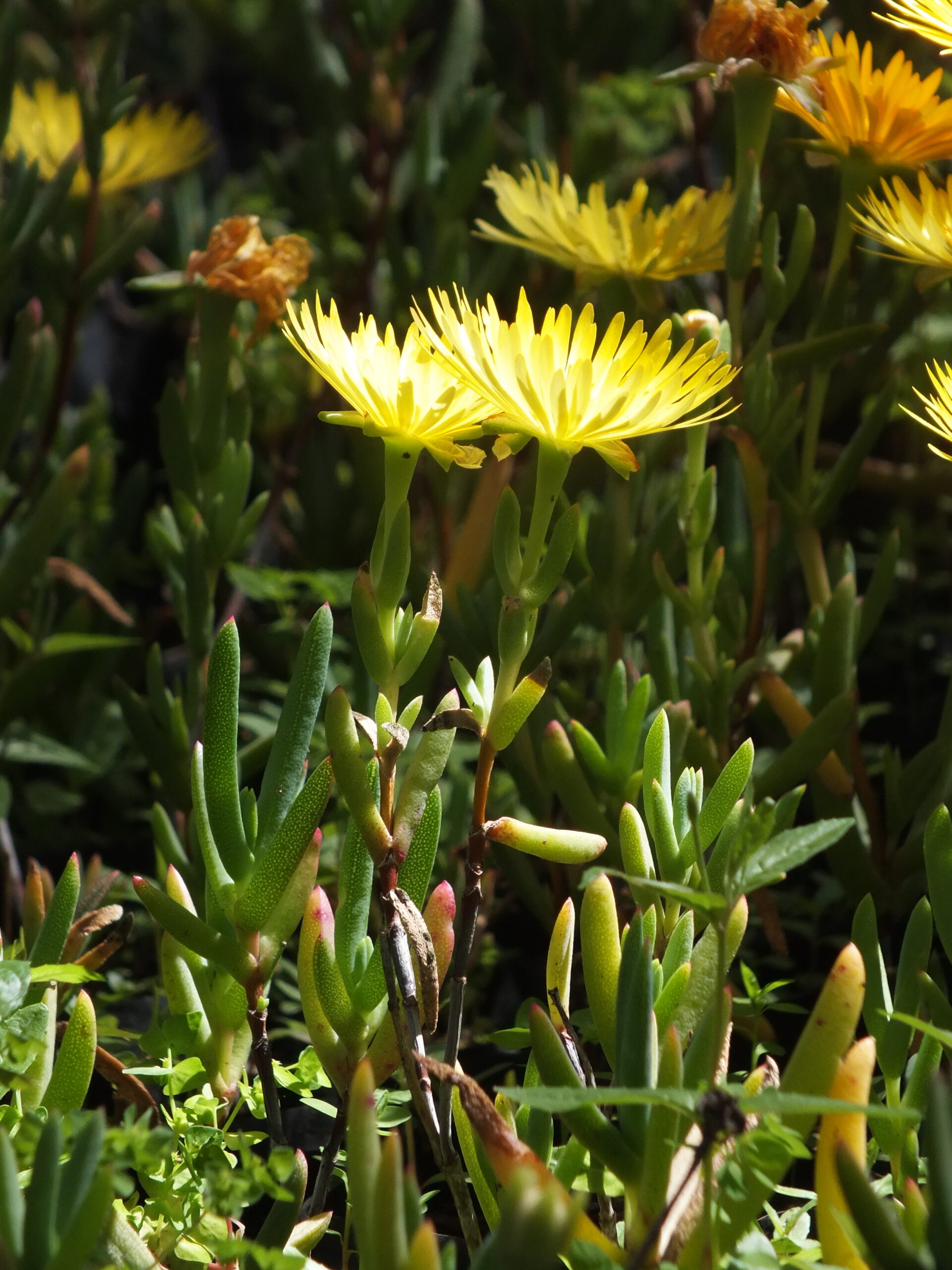 RAYITO DE SOL_AMARILLO (3)