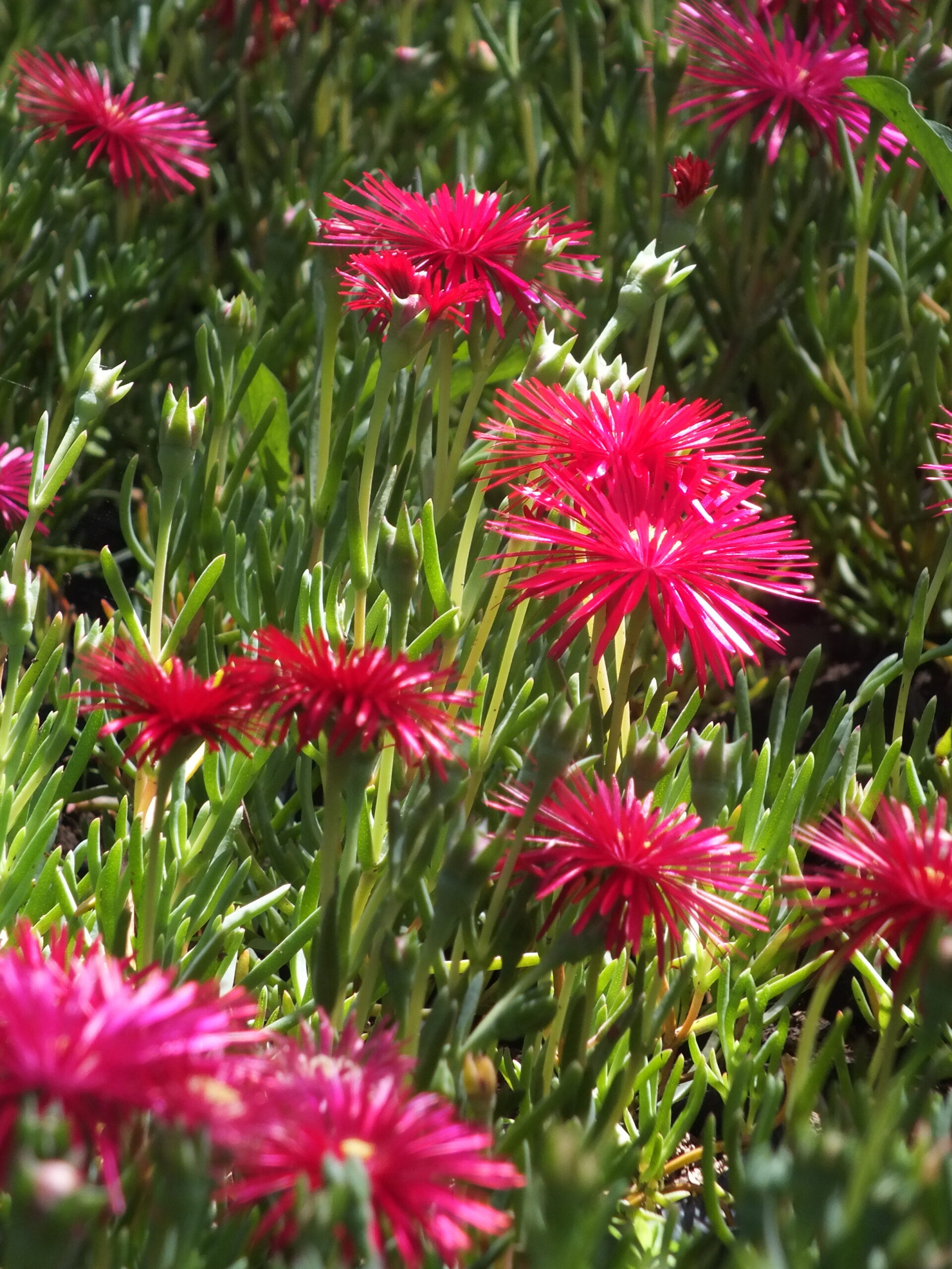 RAYITO DE SOL_FUCSIA (1)