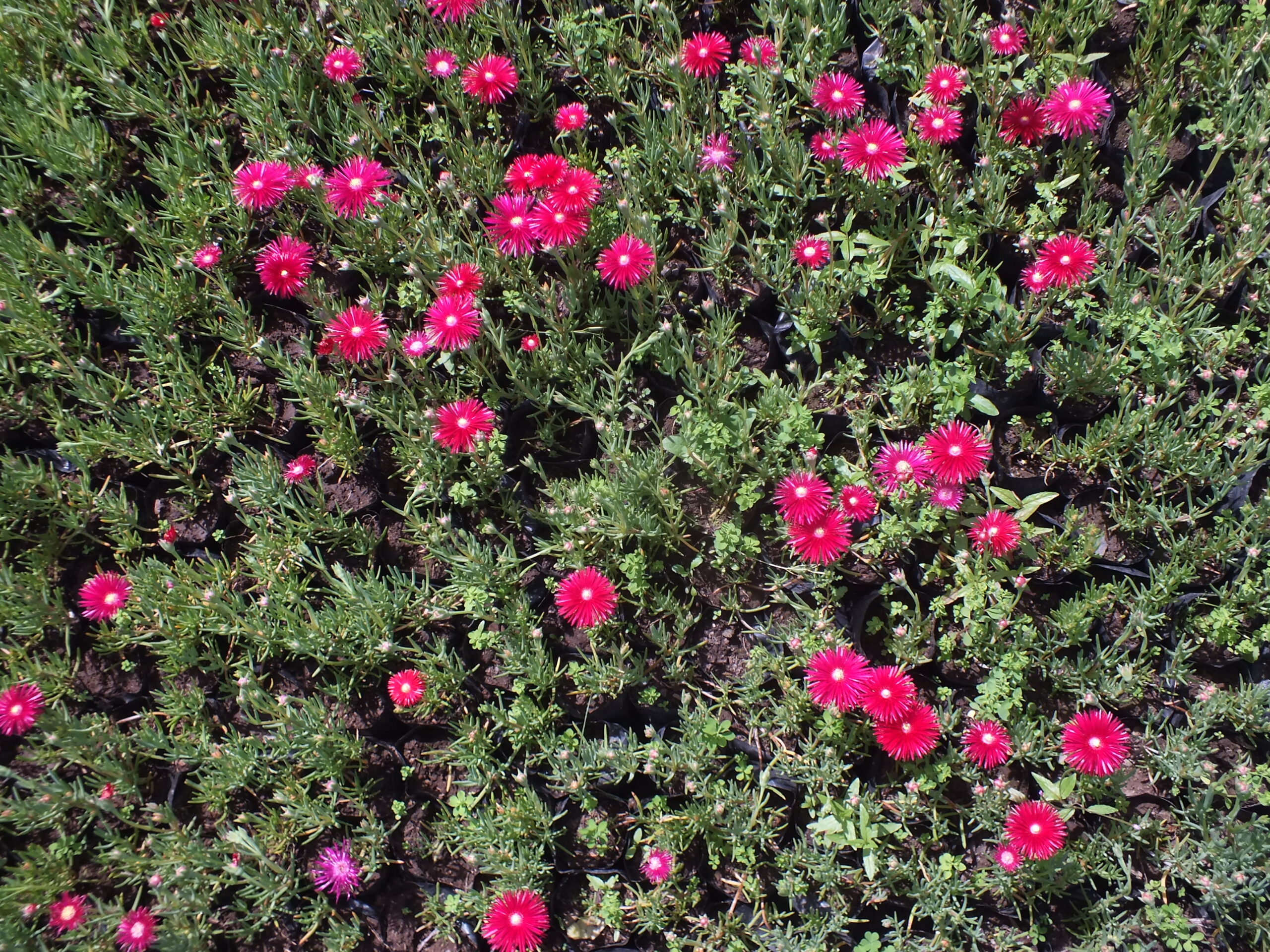 RAYITO DE SOL_FUCSIA (2)