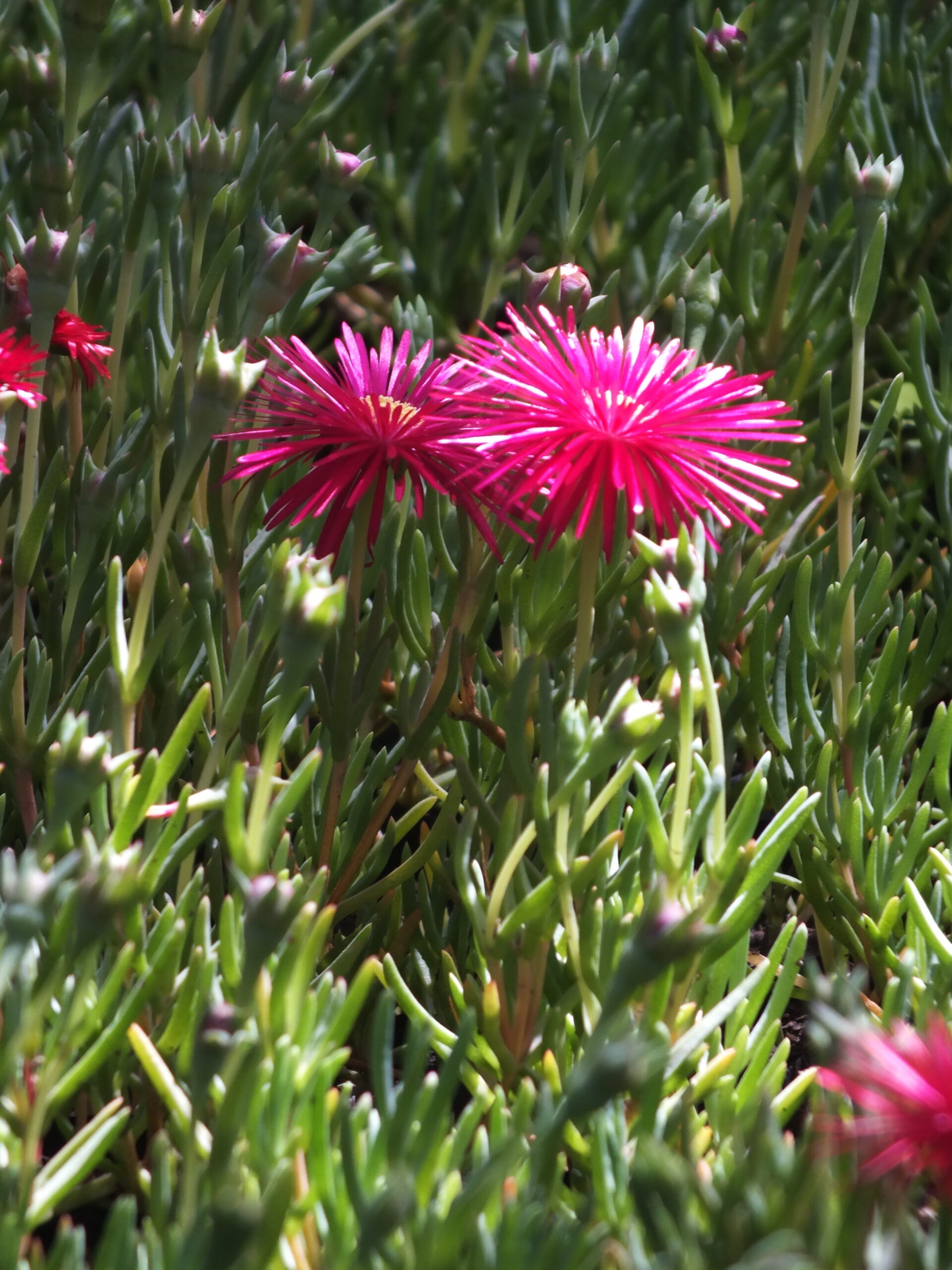 RAYITO DE SOL_FUCSIA (3)