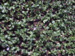 Vinca Major
