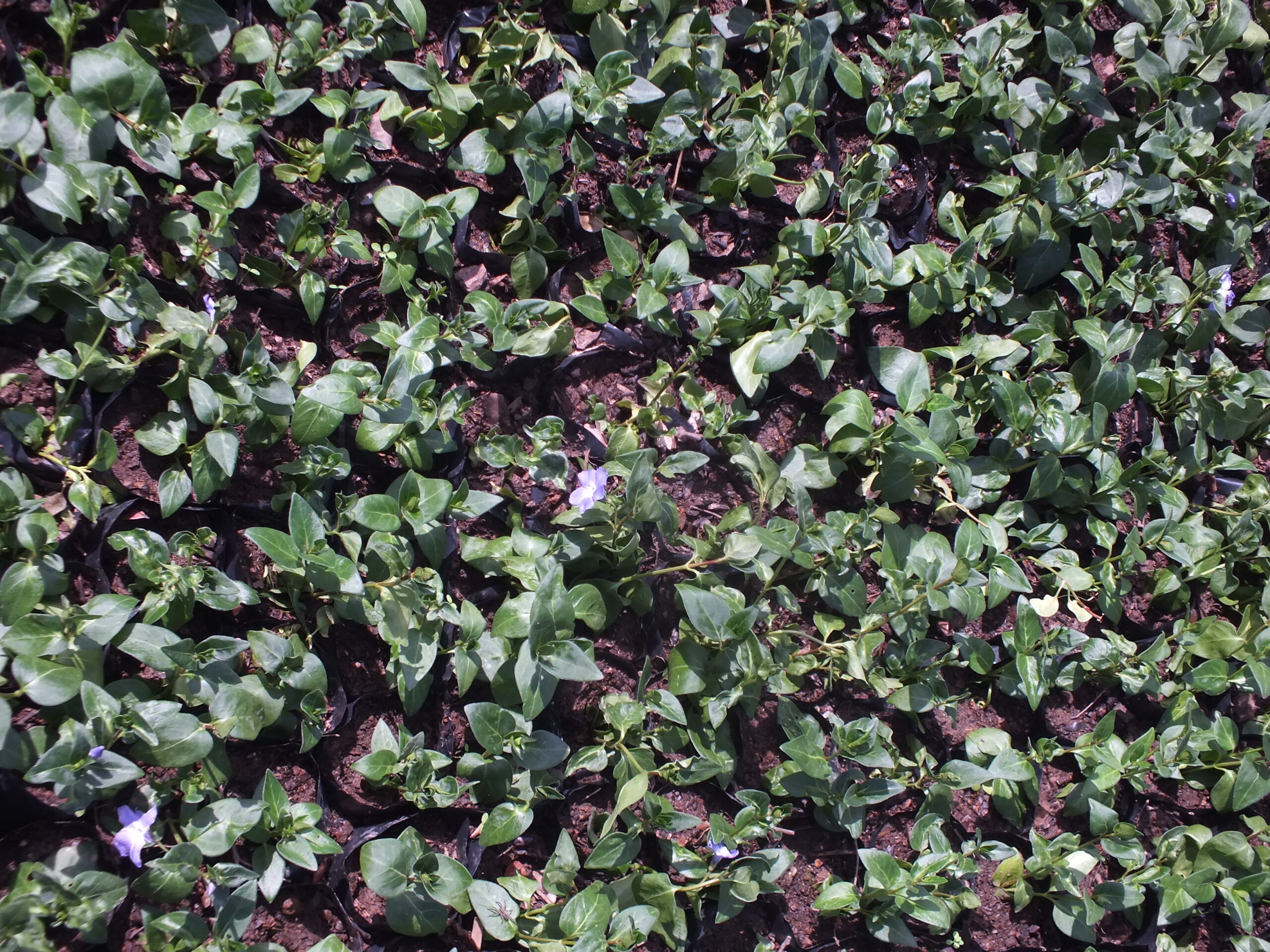 VINCA_MAYOR (1)