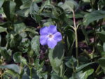 Vinca Major