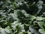 AJUGA_VERDE (1)