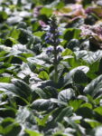 AJUGA_VERDE (1)