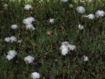 RAYO_DE_SOL_BLANCO (4)