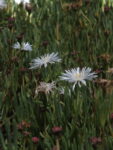 RAYO_DE_SOL_BLANCO (4)