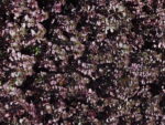 SEDUM_ROJO