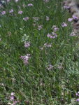TULBAGHIA_AJO (2)