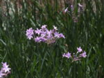 Tulbaghia Planta del Ajo