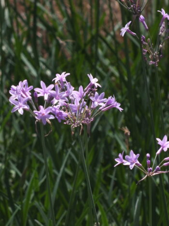 Tulbaghia Planta del Ajo